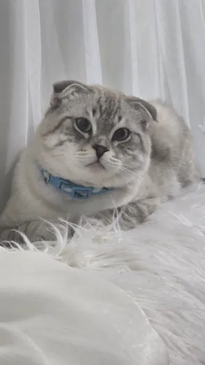 راني محمد علي بويطل 