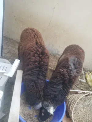 بيع خروف اغنام