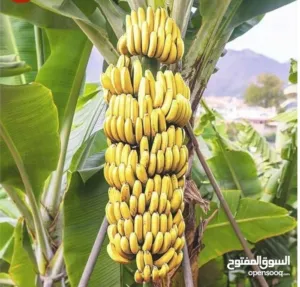 شتلات موز للزراعة وشتلات نخيل واشنطن زينة وشتلات نعناع حبق سعودي وورق غار وجذوع موز غبار