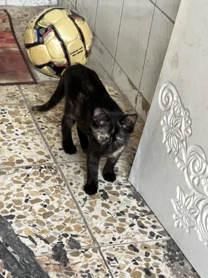 بزونه شيرازي