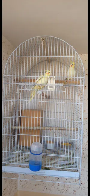 طيور كوكتيل للبيع