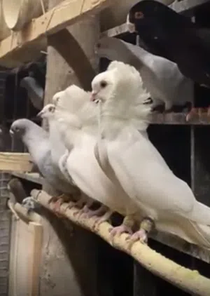 جوز مسكيات وجوز نمساويات
