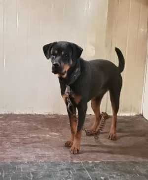 انثى روت وايلر امريكي