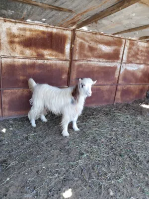 للبيع جدي ود سنة