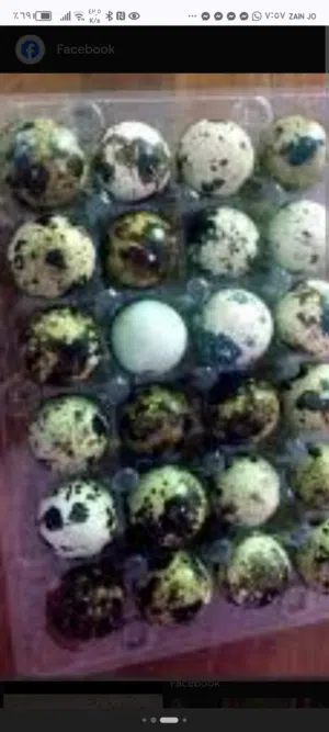 بيض فري للبيع