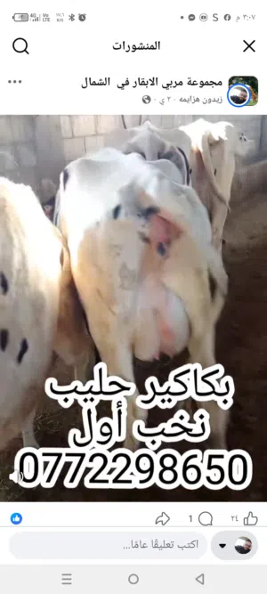 بكاكير حليب