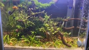 FULLY SETUP AQUARIUM