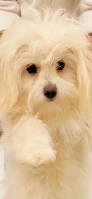 مالتيز ومالتيبو