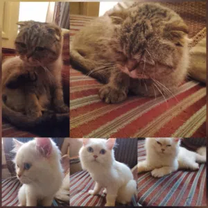 for adoption scotich fold and orange Himalayan- للتبني سكوتش فولد و هملايا برتقالي