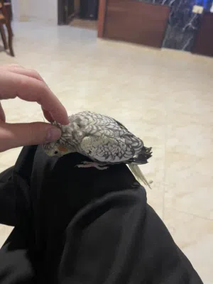 ذكر كوكتيل ذكي جدا للبيع بسعر مغري
