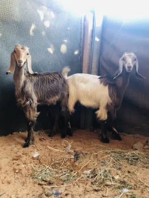 2عنياق البيع