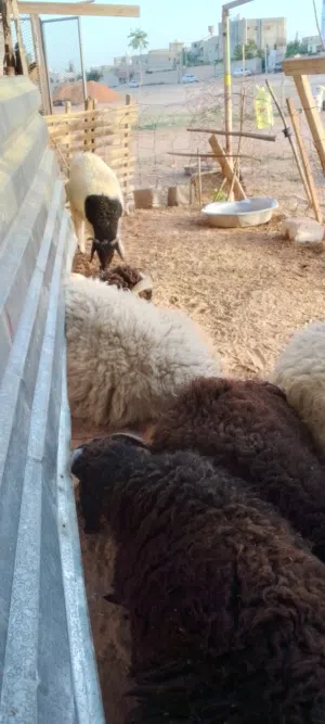 اغنام  لجميع المناسبات