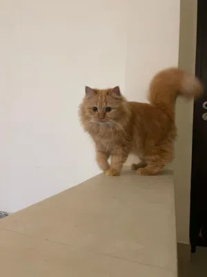 cat for free adoption