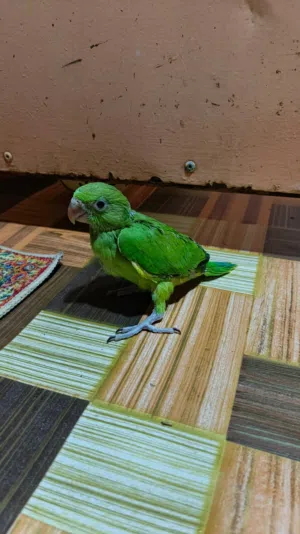 بغباء دره صغير