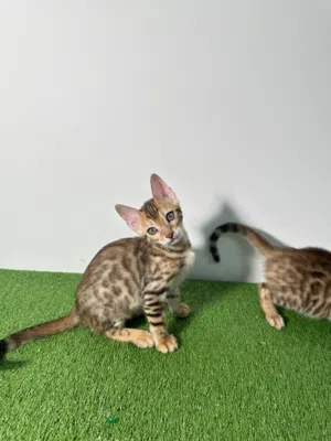 Bengal kitten