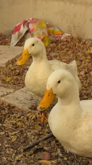 زوج بط ذكر وانثى وديك للبيع