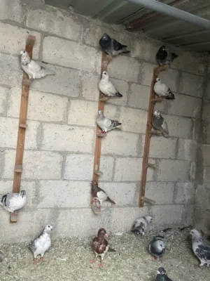 حمام كش مرتبه كش بيدك