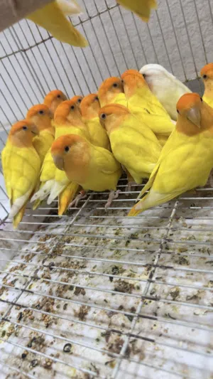 مجموعة طيور للبيع روز الاورنج ازواج محلية بصحة وعافية والكل الطيور منتجة وحجم ممتاز الحمدلله