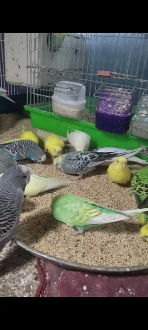 طيور بادجي .بقلينو حضيره