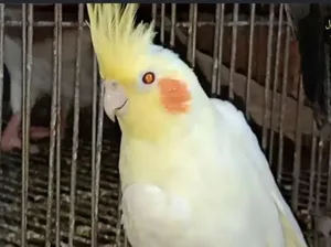 Birds1