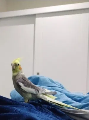 طير كوكتيل يغرد تغريدات منوعة ويتكلم