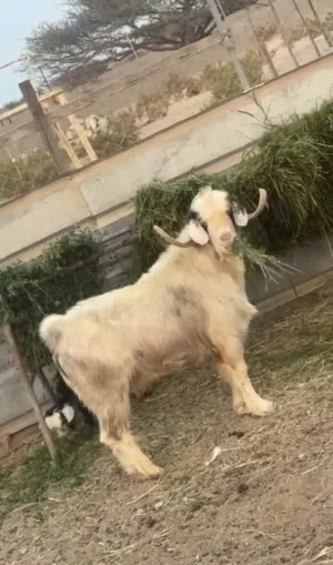 للبيع تيس رحبي بيور