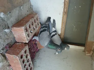 Pigeons1