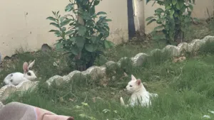 قطة للبيع منزلية