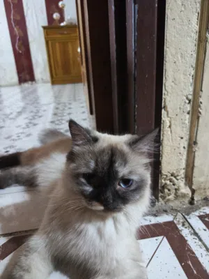 قطه مع اطفالها لطيفه لعب كثير