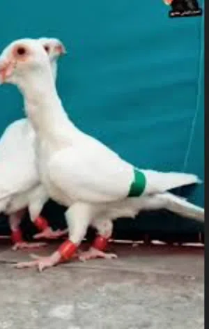 مطلوب مطلوب