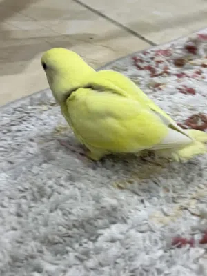 للبيع لوف بير-روز شوط الصحه و الربوه و مع كامل اغراضه