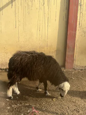 كبش سمين تربيت الدار