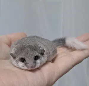 .. micro squirrel