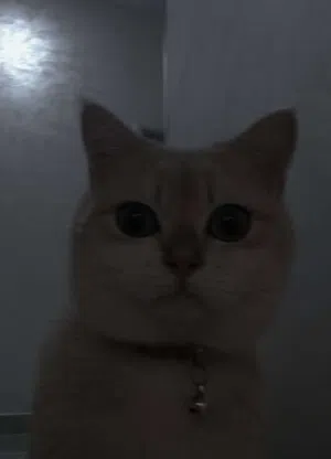 نوع قطة ذكر