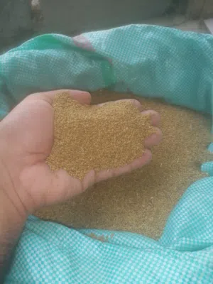 بذر قت عماني إنتاج السنة العمر ثلاث سنين
