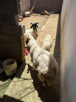 خرفان للبيع
