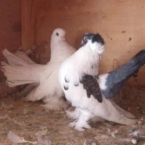 طارق الساقاطي 