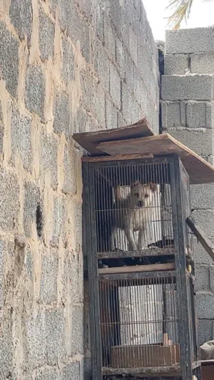 كلبك شيواوا جروه للبيع
