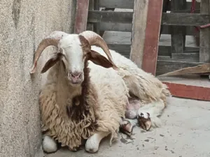 خروف للبيع