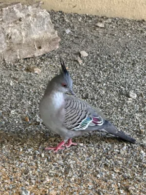 طيور للبيع