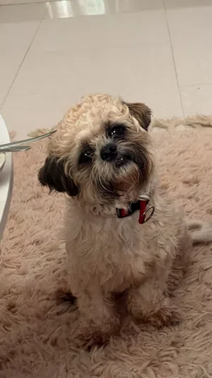 A one-year-old male tissue breed dog.
