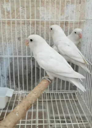 للبيع فيشر