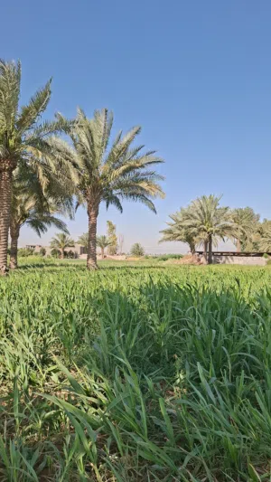 أركان 