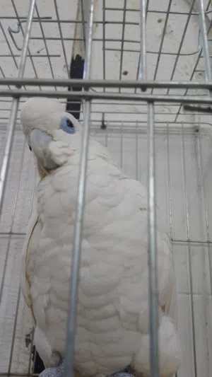 بسم الله ما شاء الله حبه كوكاتو بالصلاه على النبي عين عسليه