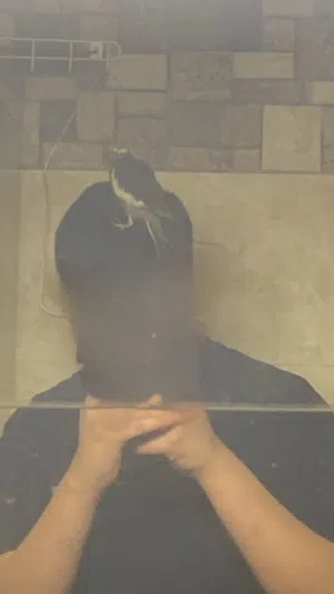 كوكتيل فرخ ربوه