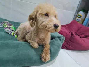 Toy Poodle (purebreed)
