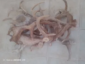 قرون غزال افريقي و رأس غزال ديماني و رجل غزال ديماني حجمه قياس ميداليه