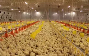 لدي مزارع الدواجن الدجاج للبيع او الايجار في السعوديه