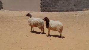 2فطايم وطنيات مشالله عمرهم ف 7شهور سليمات من العيوب والامراض
