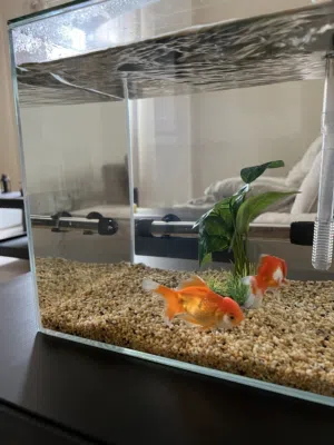 Complete Aquarium Setup  40cm Cubic Fish Tank